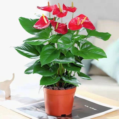 红掌大盆栽植物办公室桌面绿植鸿运当头室内花卉水养鲜花四季