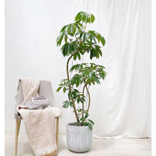日本大叶保罗室内网红植物盆栽净化空气办公室卧室耐阴雨伞树绿植