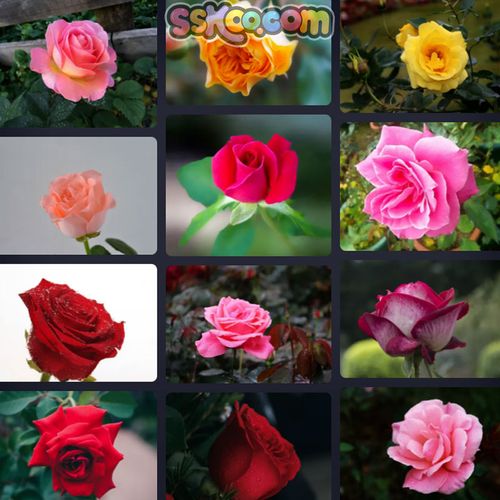 玫瑰月季花朵插图特写照片风景壁纸高清4k摄影图片设计背景素材