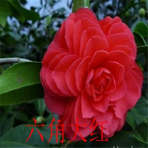 精品中国十大名花之一赤丹红茶花又名六角大红