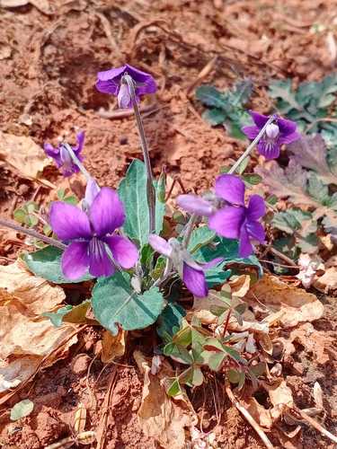 紫花地丁带花发货
