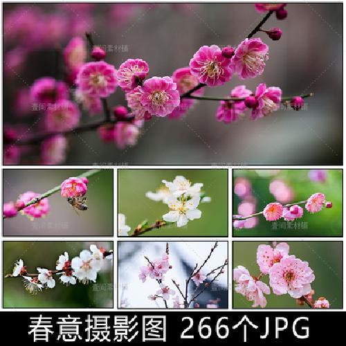 hh94春天粉色花卉梅花桃花朵摄影高清实拍图照片植物摄影特写素材