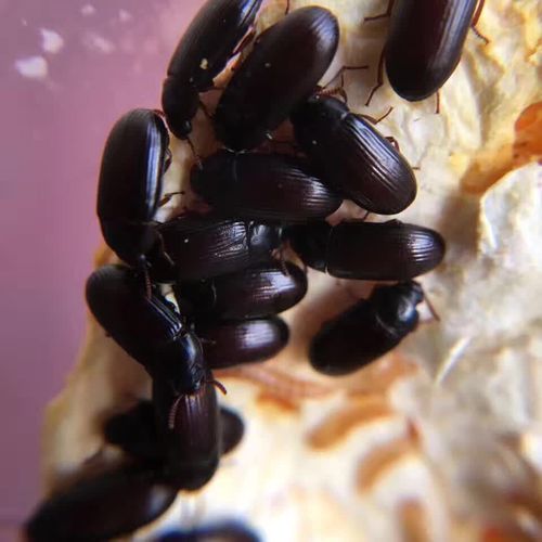 九龙虫活体成虫用虫洋虫蜘蛛蚂蚁爬虫类食物好养繁殖组180只