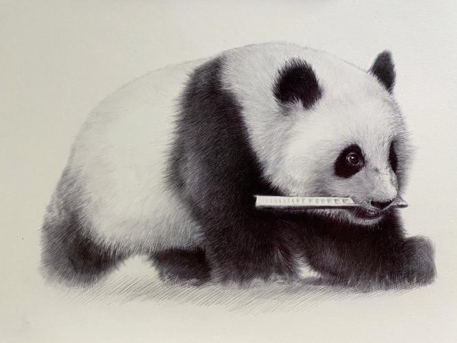 素描动物熊猫及一些绘画步骤