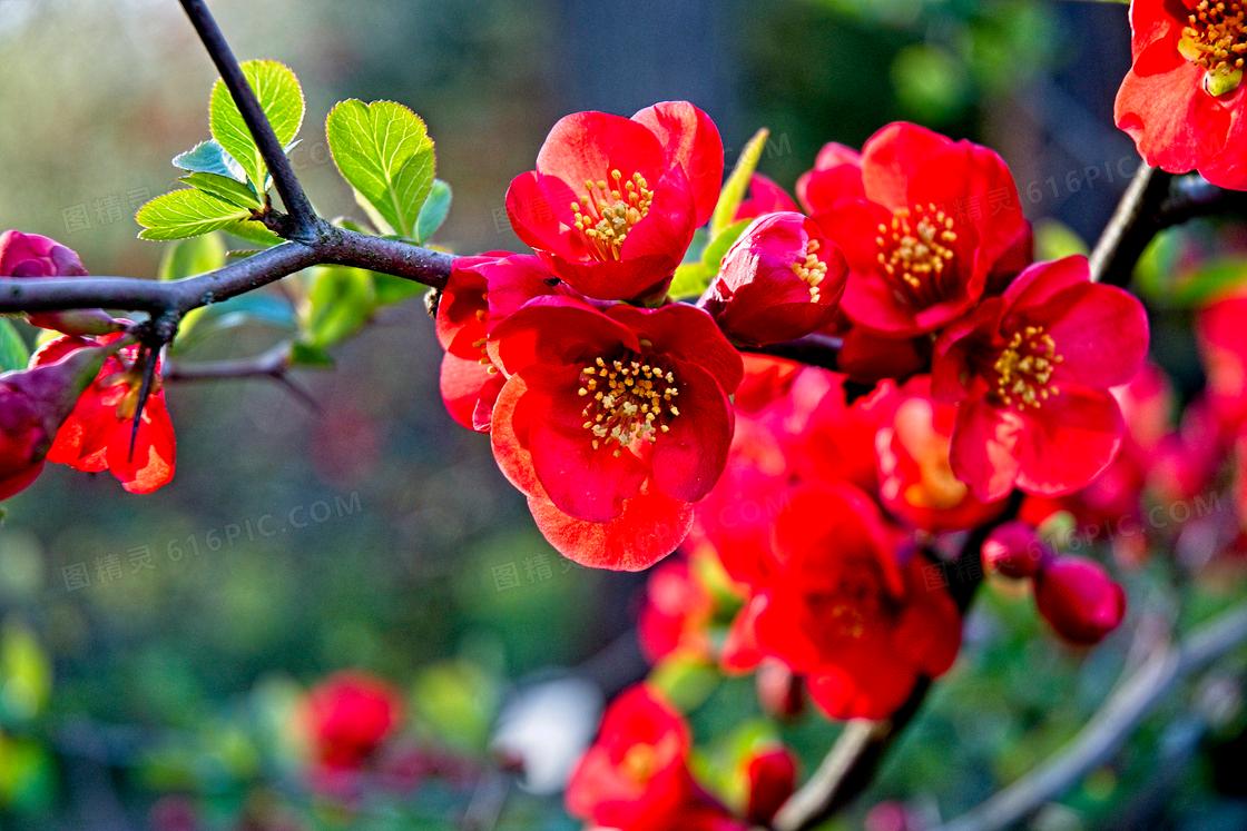 春天红色桃花绽放图片