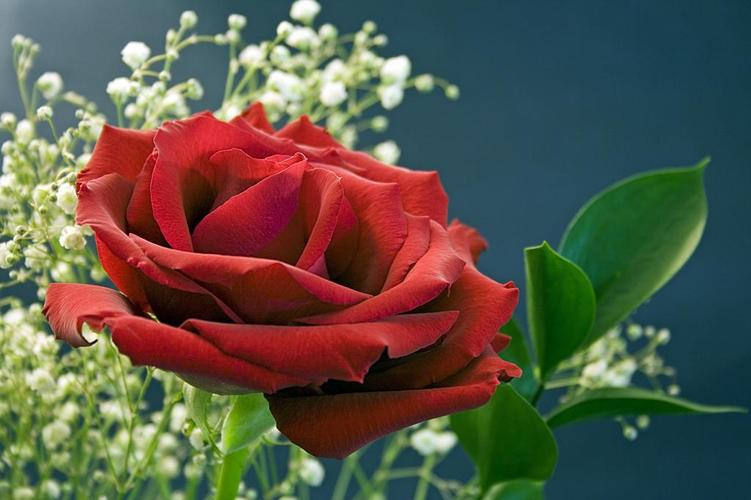 上升红色花红玫瑰爱浪漫浪漫