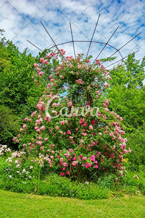 绿色植物户外玫瑰粉色花花纹花朵庭院鲜花盛开图片
