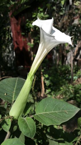 毛曼陀罗丨茄科曼陀罗属丨一年生草本或亚灌木状.