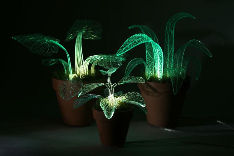 发光植物来了充电就绽放荧光的改造植物品种