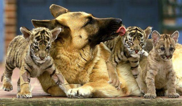 动物群体图片相亲相爱的一家人