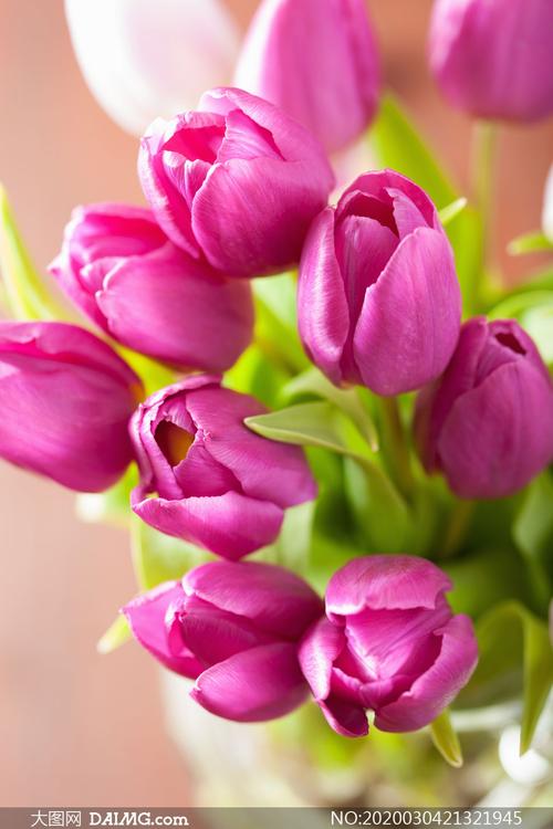 鲜艳的紫色郁金香花朵摄影高清图片