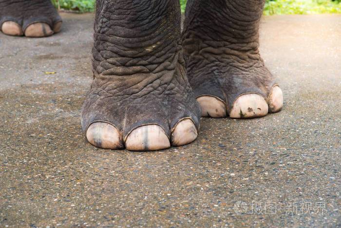 特写大象脚强壮的大象脚大象腿