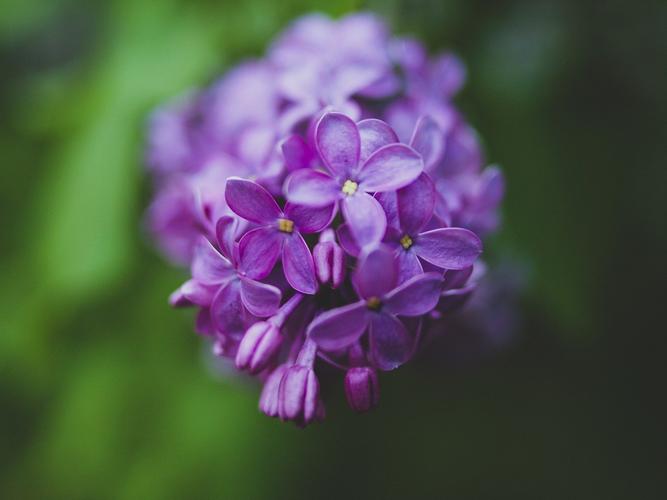 淡紫色的花性质