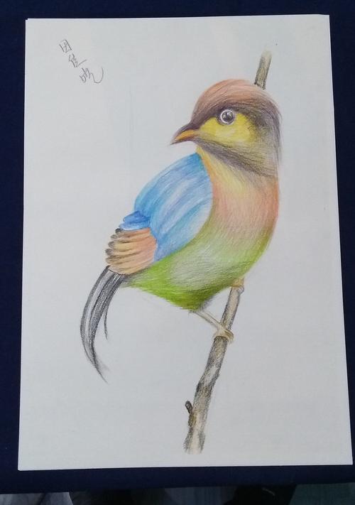 彩色铅笔画美丽的小鸟