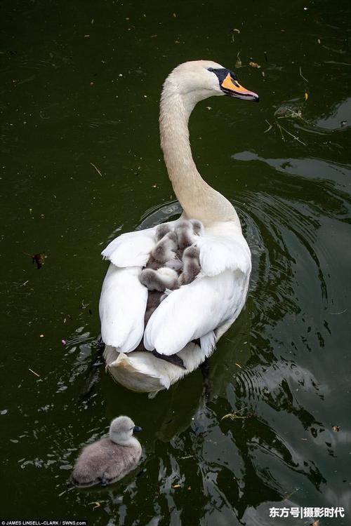 天鹅妈妈背载8只天鹅宝宝水中游羽翼下尽显动物界伟大母爱