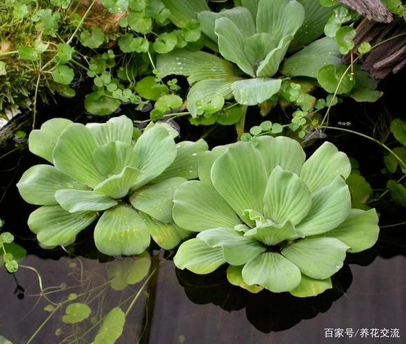水生植物其实也是有很多种类的大致可以分为沉水植物就是长在水