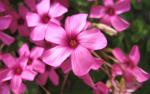 盛开的粉色花朵自然风景桌面壁纸下载