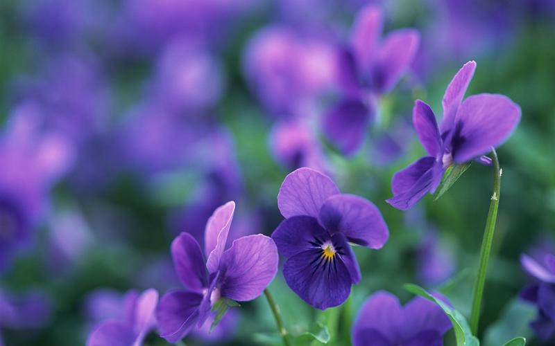 清新唯美的紫色鲜花高清图片大全分享