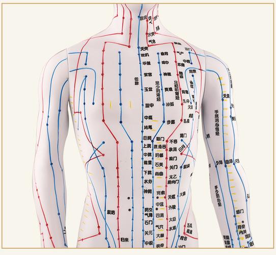 男女人体经络模型人体针灸穴位模型人体模型医用针灸人体模型
