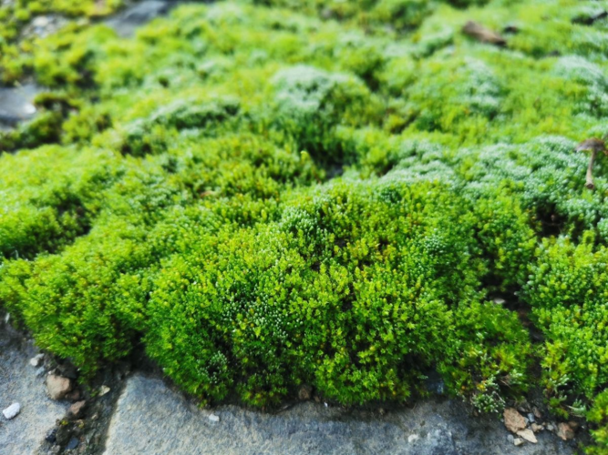 苔藓植物常见的10种苔藓植物