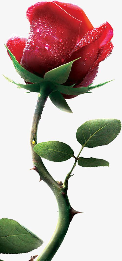 娇艳欲滴的玫瑰