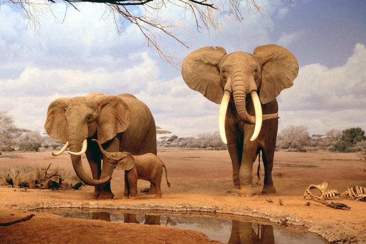 大象大象电脑壁纸图片高清素材野兽动物图片