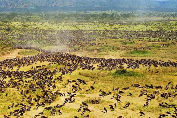东非野生动物大迁徙