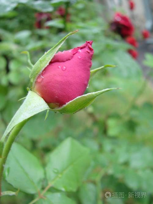 花苞一朵红色的玫瑰在花园里绿草的衬托下春天夏天