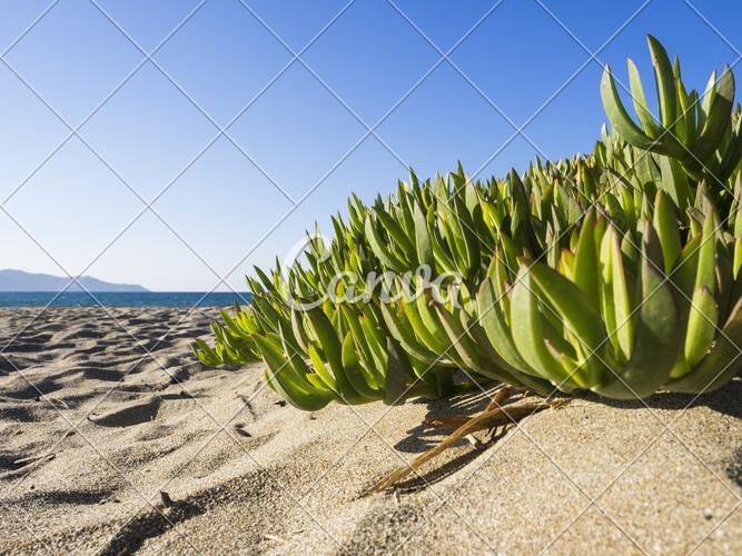 绿色植物叶子海滩特写地中海希腊自然摄影日光图片