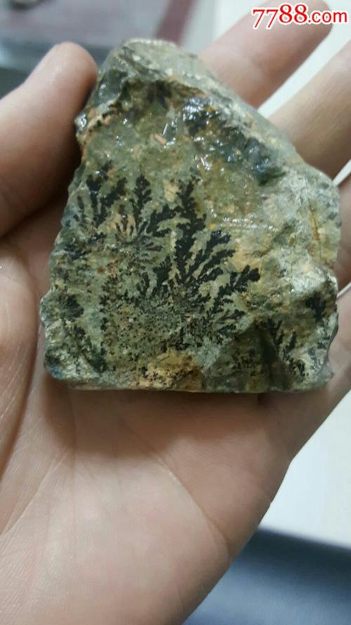 史前植物蕨类化石原石