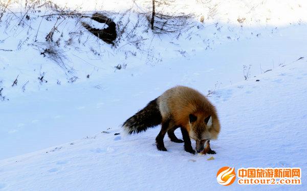 因大雪封山野生动物在森林密处家园觅食造成困难时常看到一些野生