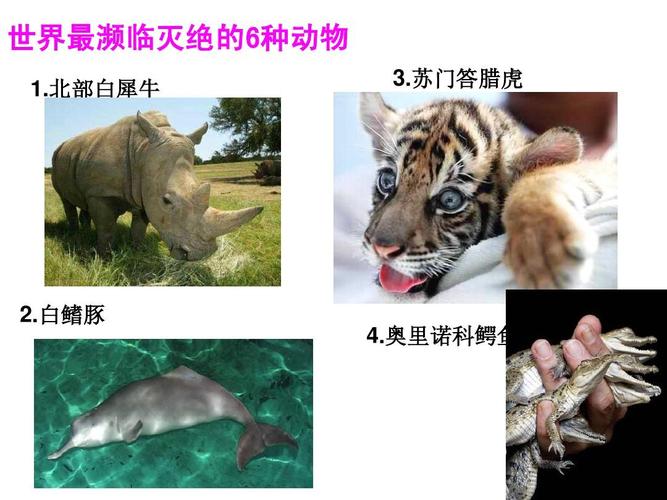 世界最濒临灭绝的6种动物