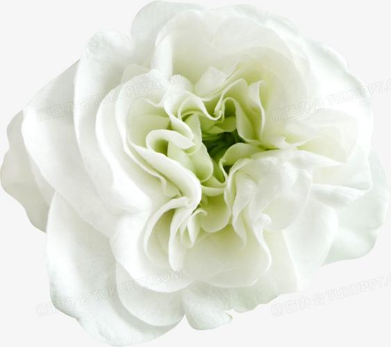 白色花朵装饰花艺