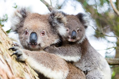 澳大利亚考拉熊宝宝和妈妈坐在一棵树上