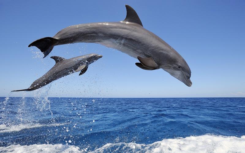 鲸鱼和鼠海豚密切相关的水生哺乳动物广泛生活在大陆架附近的浅海里