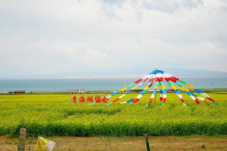 青海自驾旅游青海湖的油菜花