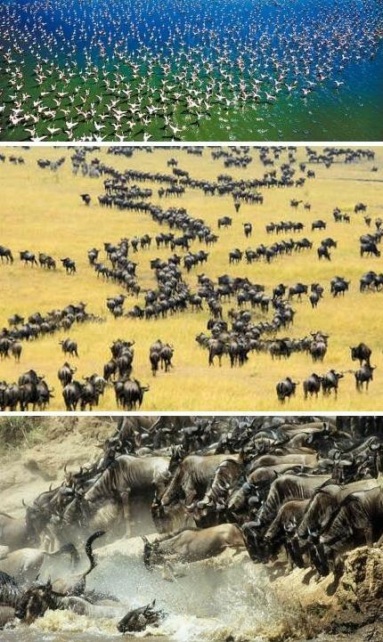 东非野生动物大迁徙图