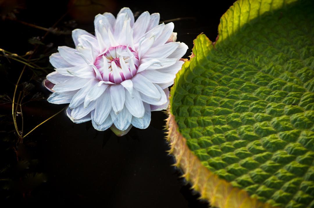 睡莲科的王者王莲别具特色它是热带著名水生观赏类的植物有着世界