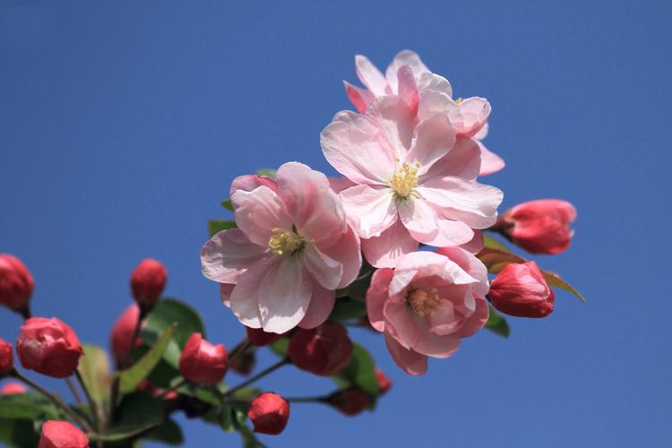 春天的海棠花图片果树海棠花卉鲜花