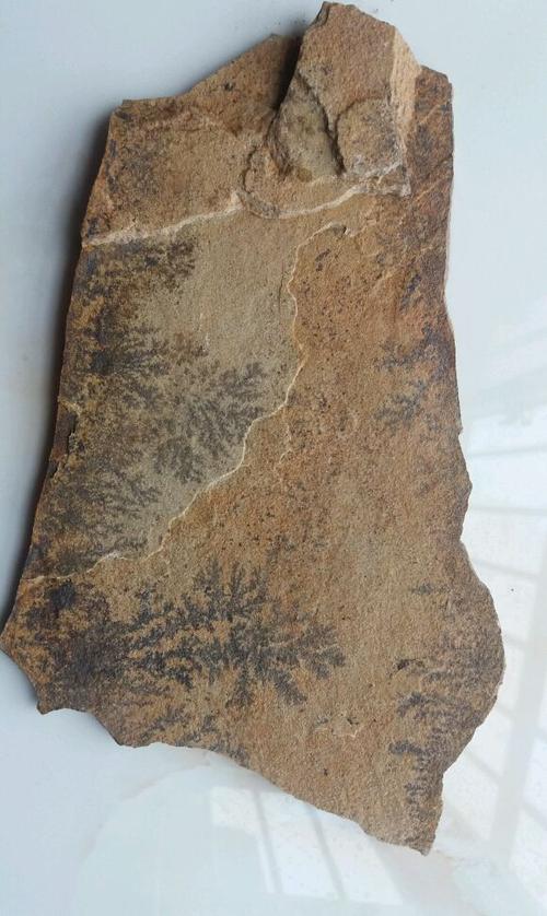 传家宝亿年前蕨类植物的化石