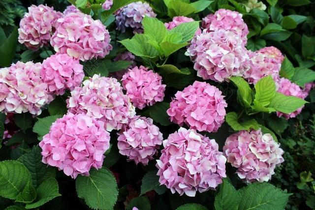 绣球花花园鲜花园林植物开花夏天粉红色的花观赏植物