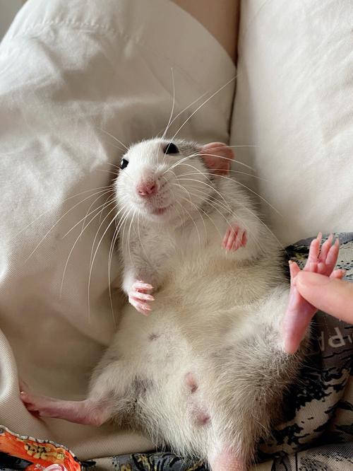 怎么会有这么可爱的老鼠