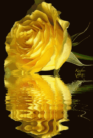 黄色玫瑰唯美倒影gif动图动态图表情包下载soogif