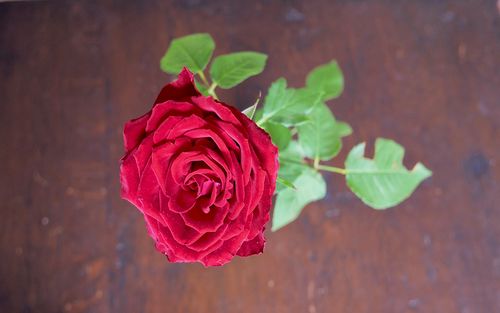红色玫瑰花植物图片桌面壁纸
