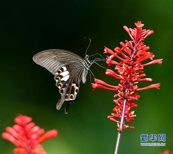 12月11日福州国家森林公园内一只蝴蝶在红苞花丛中采蜜.