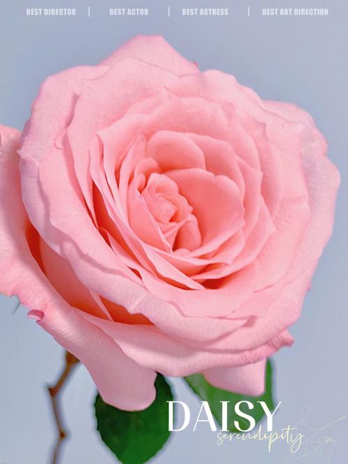 戴安娜玫瑰的颜色非常有少女感干净清透的肉粉色把浪漫甜美和温柔