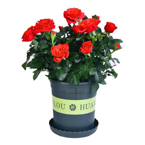 玫瑰花盆栽大盆带花苞室内四季好养的花卉观花植物玫瑰鲜花绿植苗