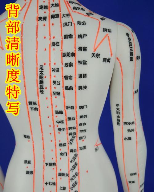 中医针灸人体铜人穴位模型经络