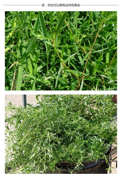 出售白花蛇舌草种子新品药材种籽四季播种种植指南网