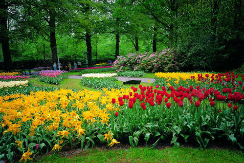 季节球根植物植物字段树公园开花花卉太阳色彩维管植物春天户外自然